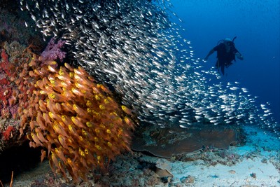 ban de poisson, KOH TACHAI, ILE SIMILAN