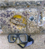 Koh Tao, l'île aux tortues en Thaïlande, est un paradis pour les plongeurs et les amateurs de snorkeling. Parmi ses nombreux trésors sous-marins, l'épave de l'avion C47 Skytrain est l'une des attractions les plus populaires. ✈