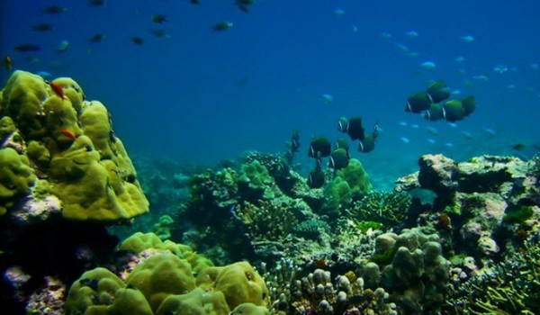 Koh bon, iles similan